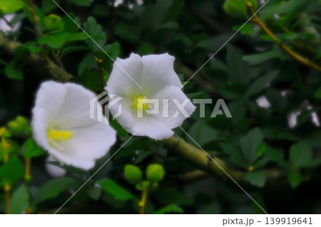 清々しい白いムクゲの花 139919641