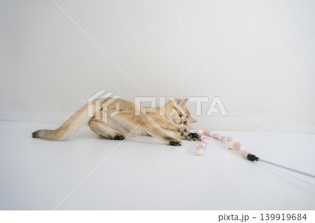indoor play time for gold british cat kitten with white background indoor play time for gold british cat kitten with white background 139919684