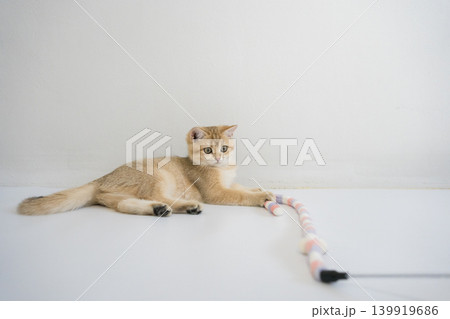 indoor play time for gold british cat kitten with white background 139919686