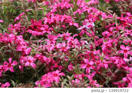 春の庭に赤い芝桜の花が一面に咲き誇る様子 春の庭に赤い芝桜の花が一面に咲き誇る様子 139919722