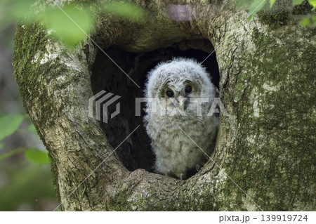 未知の世界に飛び立っていったフクロウの雛 未知の世界に飛び立っていったフクロウの雛 139919724