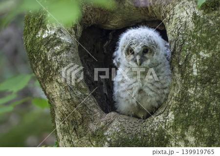 未知の世界に飛び立っていったフクロウの雛 未知の世界に飛び立っていったフクロウの雛 139919765