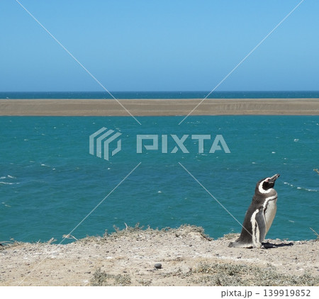 Magellanic penguin standing along patagonia coastline Magellanic penguin standing along patagonia coastline 139919852