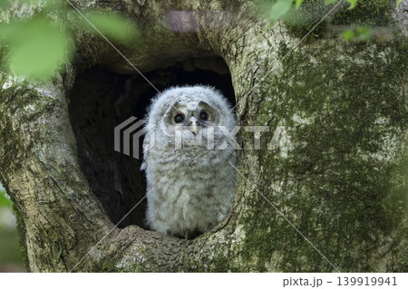 未知の世界に飛び立っていったフクロウの雛 未知の世界に飛び立っていったフクロウの雛 139919941