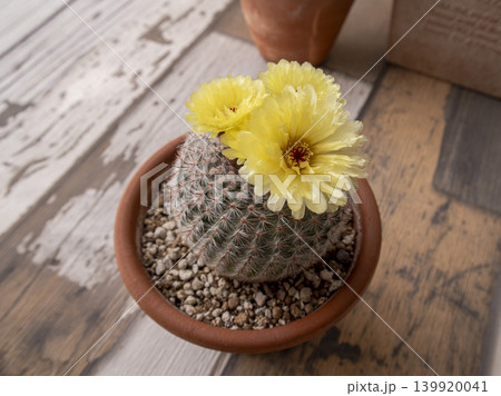 サボテンの花 サボテンの花 139920041
