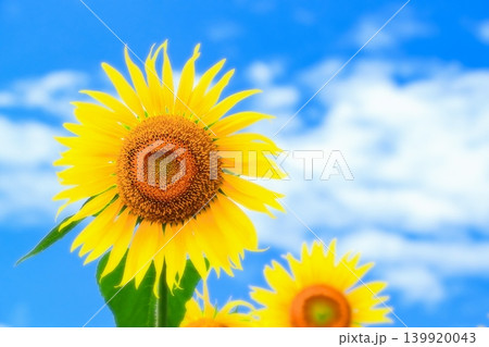 全身で太陽の輝を受けて咲く向日葵の花 全身で太陽の輝を受けて咲く向日葵の花 139920043