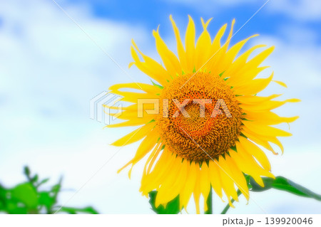 青空と鮮やかな大輪の向日葵の花 青空と鮮やかな大輪の向日葵の花 139920046