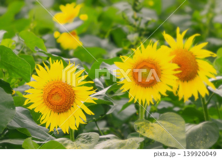 鮮やかな満開の向日葵の花 139920049