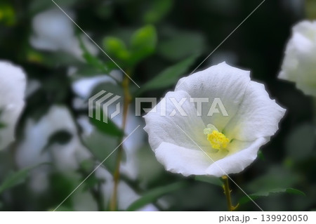 爽やかなシロバナムクゲの花 爽やかなシロバナムクゲの花 139920050