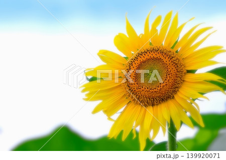 太陽に向って咲く向日葵の花 139920071