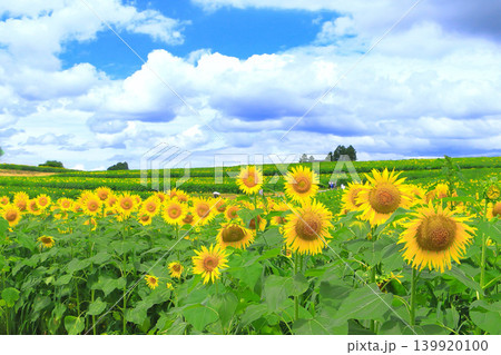 夏の青空と一面の向日葵畑 夏の青空と一面の向日葵畑 139920100