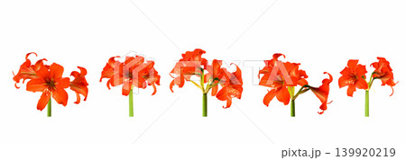 five amaryllis flowers in a row on white background, objects isolated, horizontal set of elements 139920219