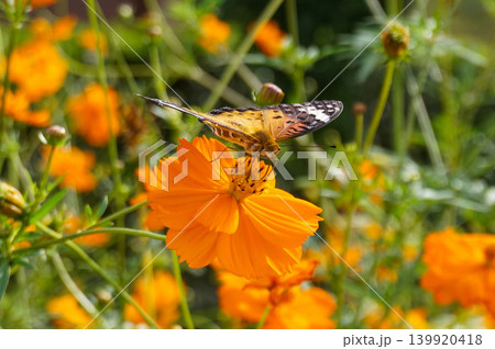 9月の巾着田でオレンジ色のコスモスにとまる蝶 9月の巾着田でオレンジ色のコスモスにとまる蝶 139920418