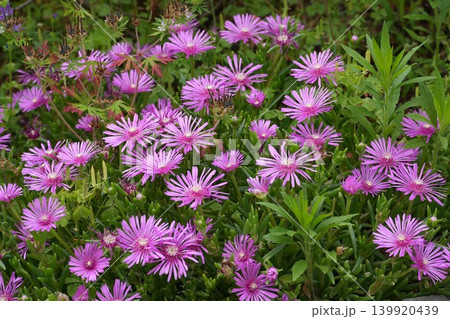 ピンクの花が咲いた ピンクの花が咲いた 139920439