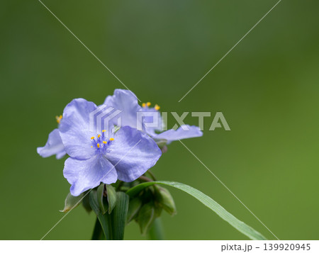 美しい紫露草の背景 美しい紫露草の背景 139920945