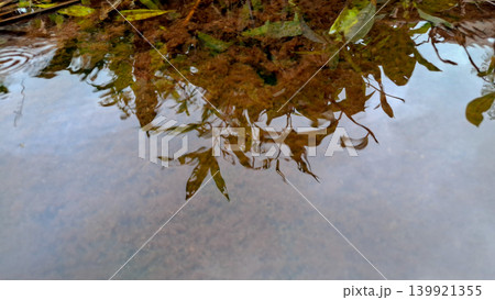 Plant Reflection on Fresh Water Swamp Surface Plant Reflection on Fresh Water Swamp Surface 139921355
