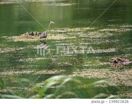 Purple heron ( Ardea purpurea ) standing to hunting aquatic animals for food in wetland, Reflection on green color water surface of Long necked bird at Khao Sam Roi Yot National Park, Thailand Purple heron ( Ardea purpurea ) standing to hunting aquatic animals for food in wetland, Reflection on green color water surface of Long necked bird at Khao Sam Roi Yot National Park, Thailand 139921626