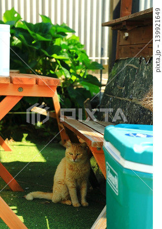 猫の楽園ネコの島お出迎え 139921649