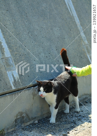 猫の楽園ネコの島お出迎え 139921657