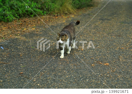 猫の楽園ネコの島お出迎え 猫の楽園ネコの島お出迎え 139921671