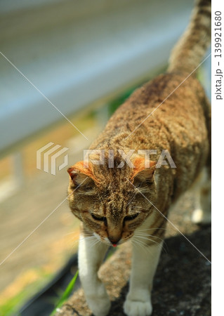 猫の楽園ネコの島お出迎え 139921680