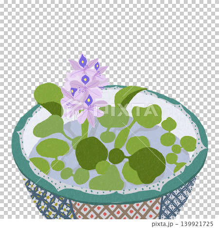 手繪花卉插圖:鳳眼蓮 手繪花卉插圖:鳳眼蓮 139921725