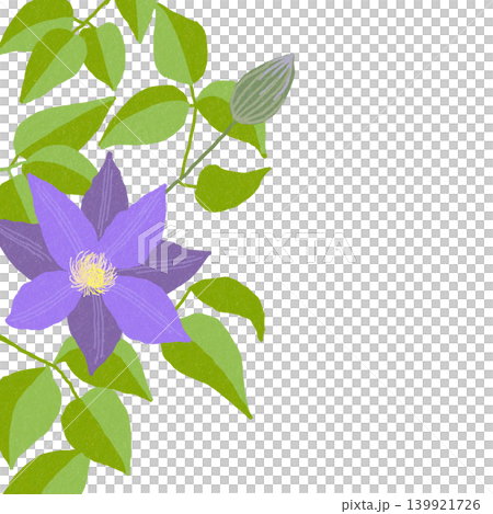 手描きの花のイラスト　クレマチス 139921726