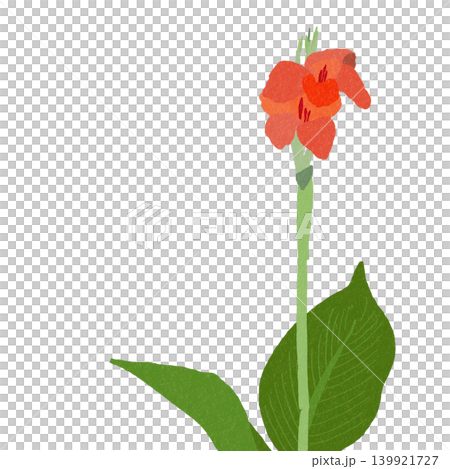 Hand-drawn flower illustration: Canna Hand-drawn flower illustration: Canna 139921727