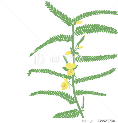 手描きの花のイラスト カワラケツメイ 手描きの花のイラスト カワラケツメイ 139921730