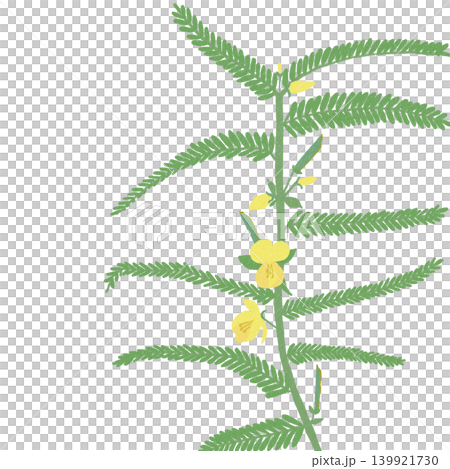 Hand-drawn flower illustration: Cassia obtusifolia Hand-drawn flower illustration: Cassia obtusifolia 139921730