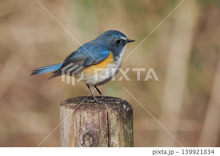 青い鳥ルリビタキの雄の杭止まり 139921834