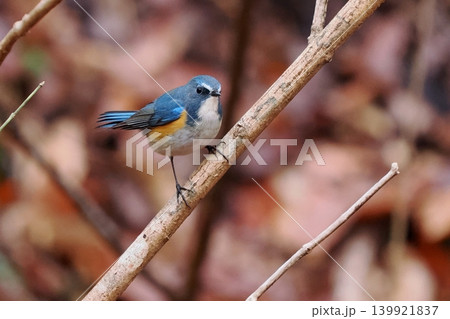 青い鳥ルリビタキ雄の枝止まり 青い鳥ルリビタキ雄の枝止まり 139921837