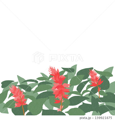 手描きの花のイラスト サルビア 手描きの花のイラスト サルビア 139921875