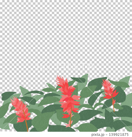 Hand-drawn flower illustration: Salvia Hand-drawn flower illustration: Salvia 139921875