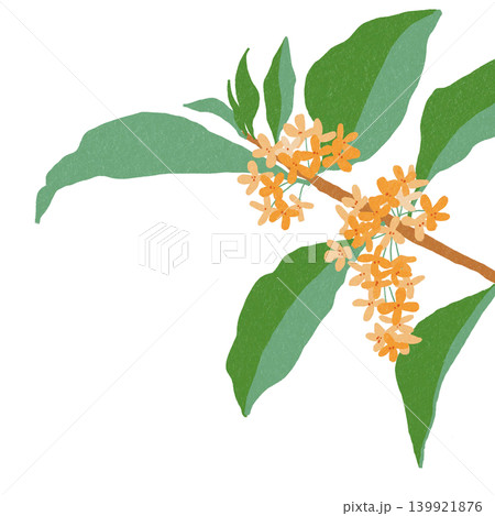 手描きの花のイラスト 金木犀 手描きの花のイラスト 金木犀 139921876