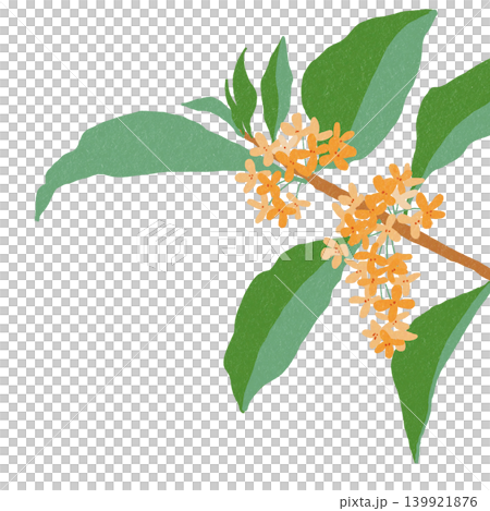 手描きの花のイラスト 金木犀 手描きの花のイラスト 金木犀 139921876