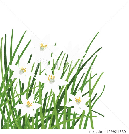 手描きの花のイラスト ゼフィランサス 手描きの花のイラスト ゼフィランサス 139921880