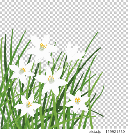 手描きの花のイラスト ゼフィランサス 手描きの花のイラスト ゼフィランサス 139921880