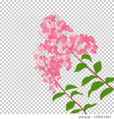 手描きの花のイラスト　百日紅 139921881