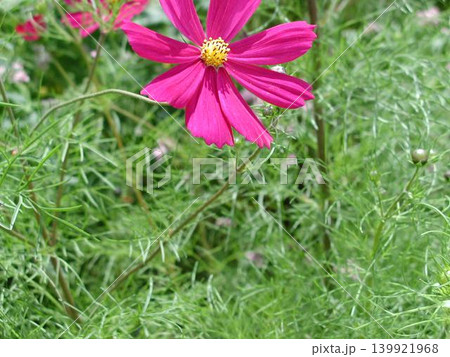 コスモスの蜜を吸う蜂 139921968