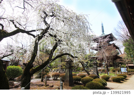 豪徳寺の桜 豪徳寺の桜 139921995