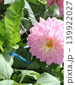 ピンク色のダリアの花が咲いています 139922027