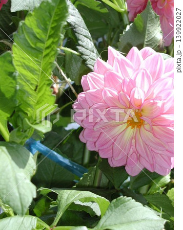 ピンク色のダリアの花が咲いています ピンク色のダリアの花が咲いています 139922027