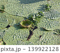 池に浮かぶ水草 139922128