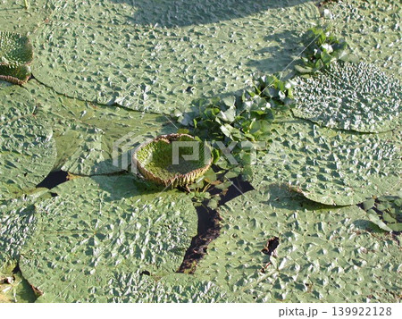 池に浮かぶ水草 139922128