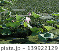 蓮の葉がたくさん咲いた 139922129