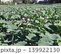 池に群生する蓮の群生 139922130