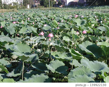 池に群生する蓮の群生 池に群生する蓮の群生 139922130