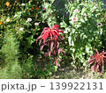 赤い花 139922131