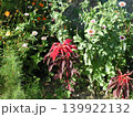 赤い花 139922132